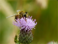 Schwebfliege auf Distelblüte