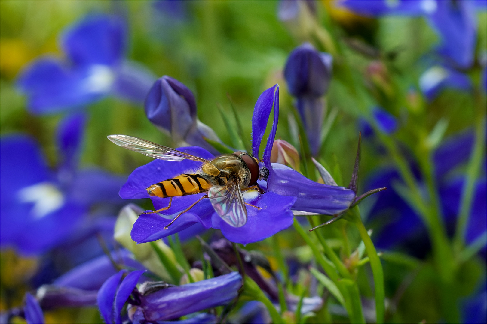 Schwebfliege auf Dreimasterblüte  .....