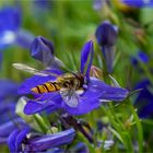 Schwebfliege auf Dreimasterblüte  .....