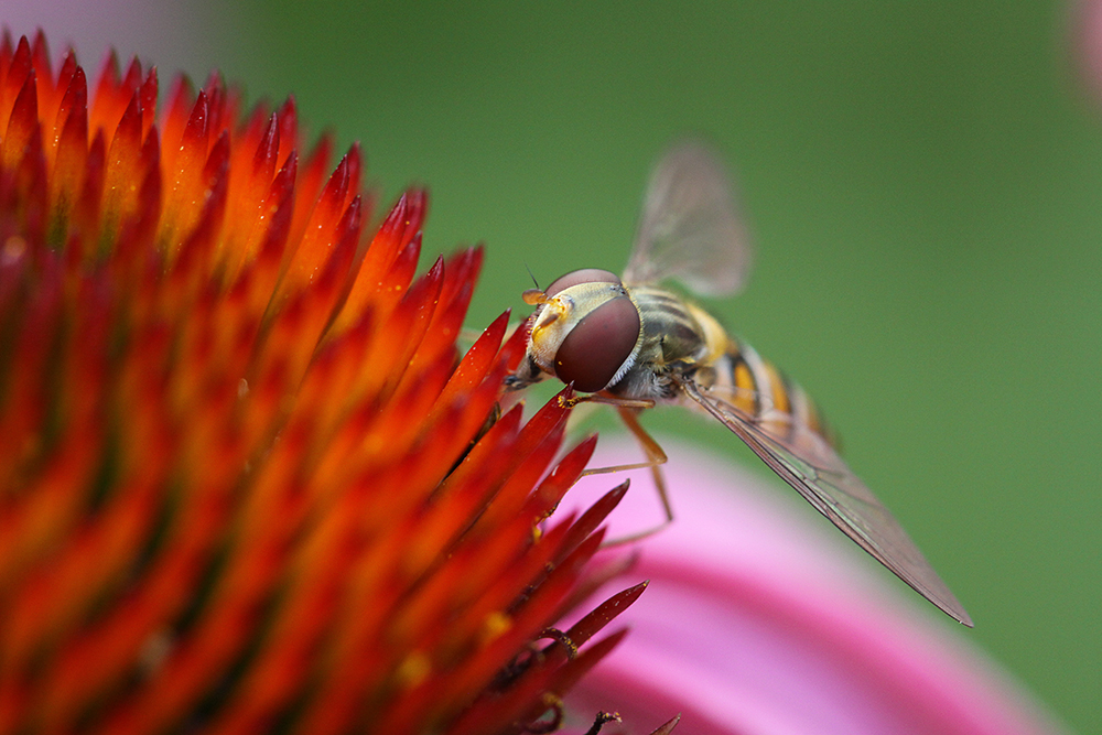 Schwebfliege auf Echinacea-Blüte