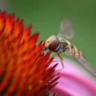 Schwebfliege auf Echinacea-Blüte