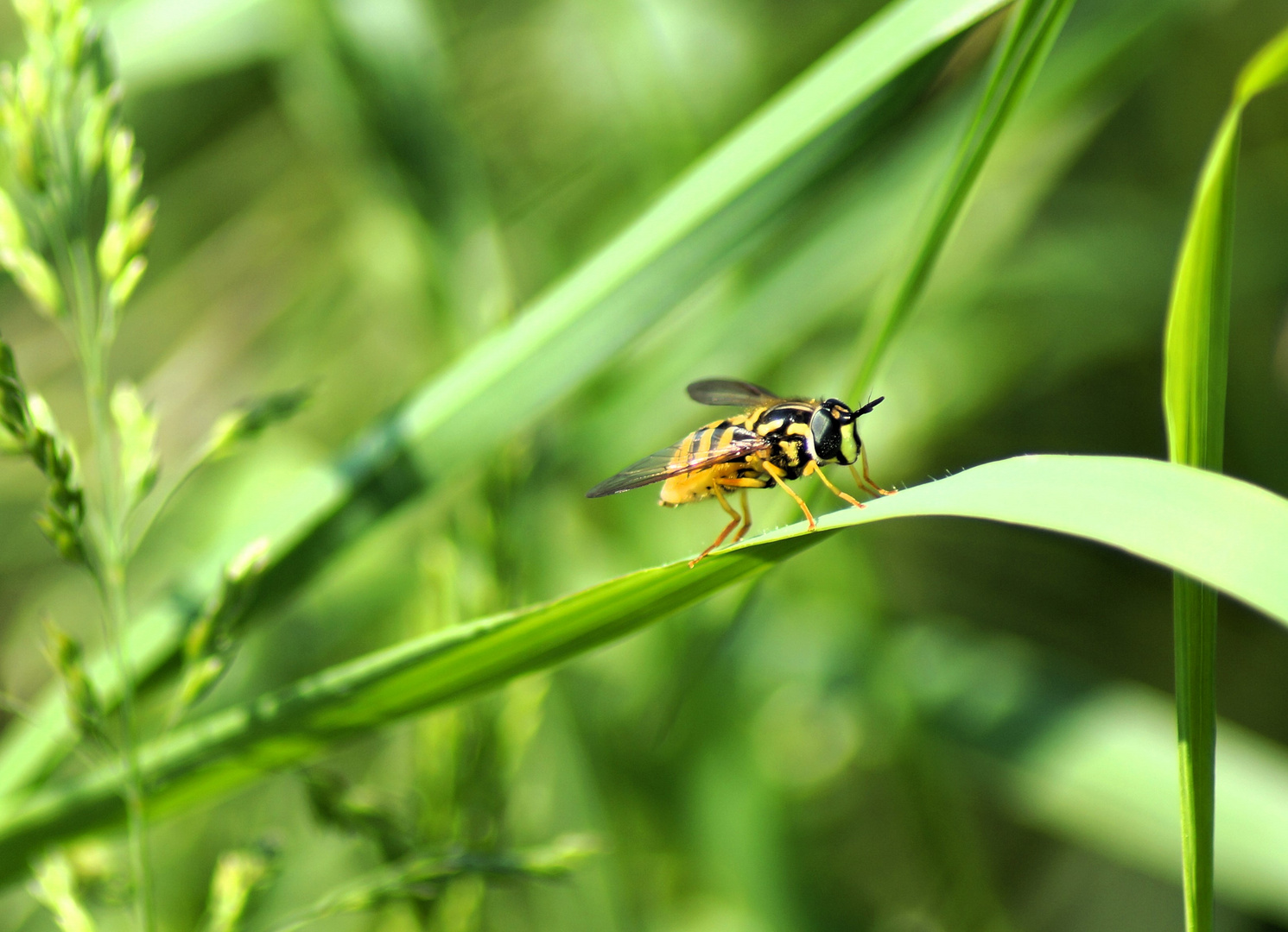 Schwebfliege auf einem Grashalm