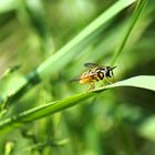 Schwebfliege auf einem Grashalm