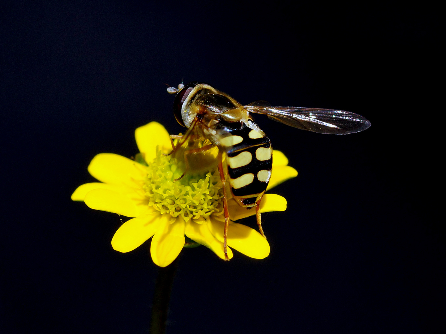 Schwebfliege auf einem Husarenknöpfchen..