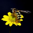 Schwebfliege auf einem Husarenknöpfchen..