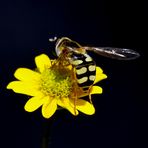 Schwebfliege auf einem Husarenknöpfchen..