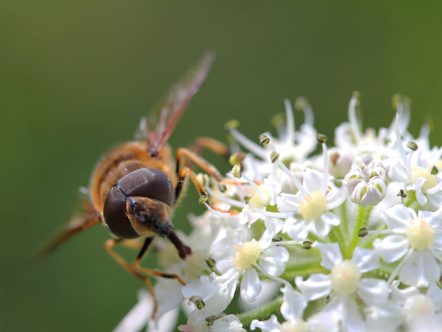 Schwebfliege auf einer Almwiese