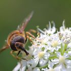 Schwebfliege auf einer Almwiese