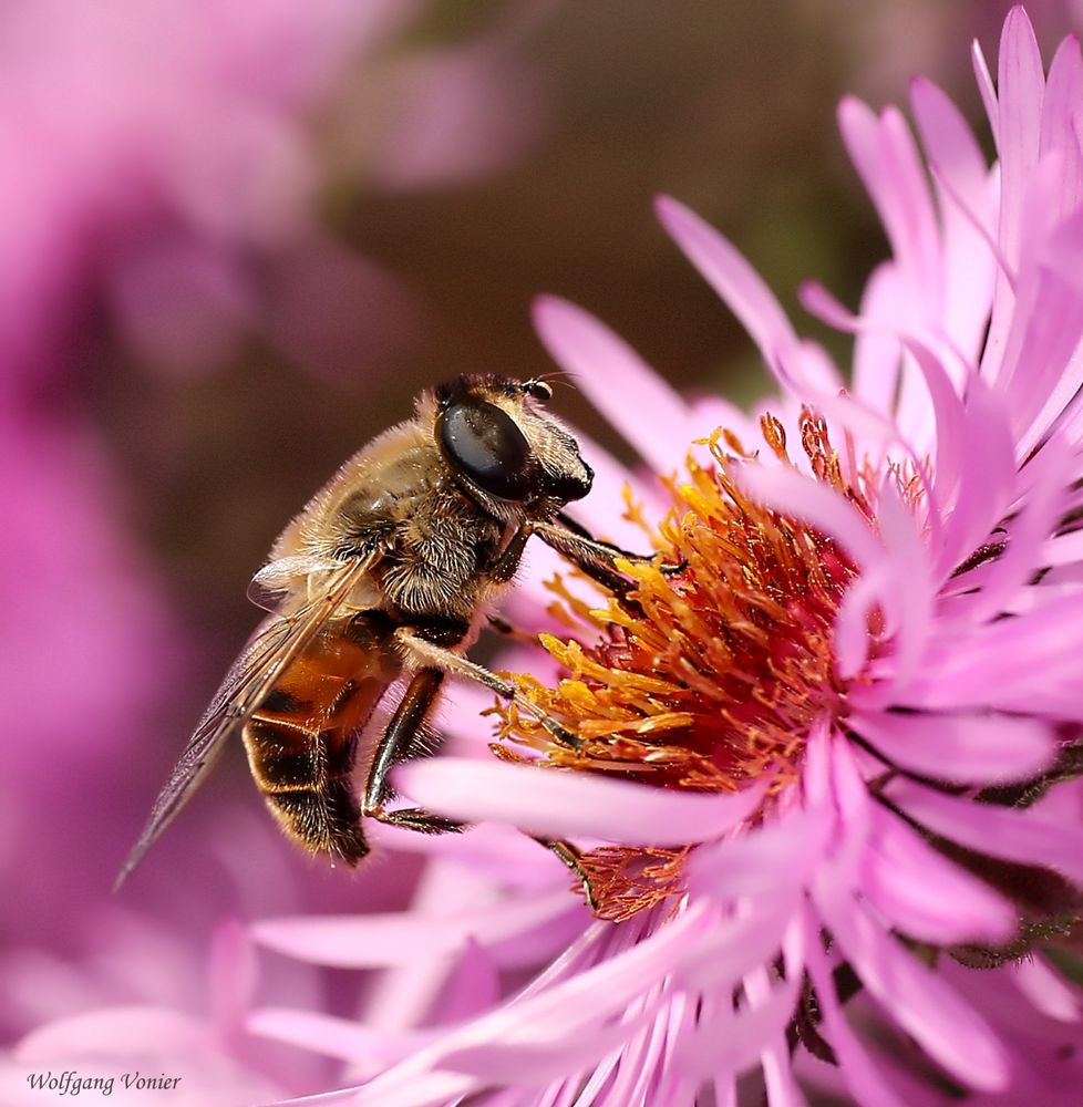 Schwebfliege auf einer Aster