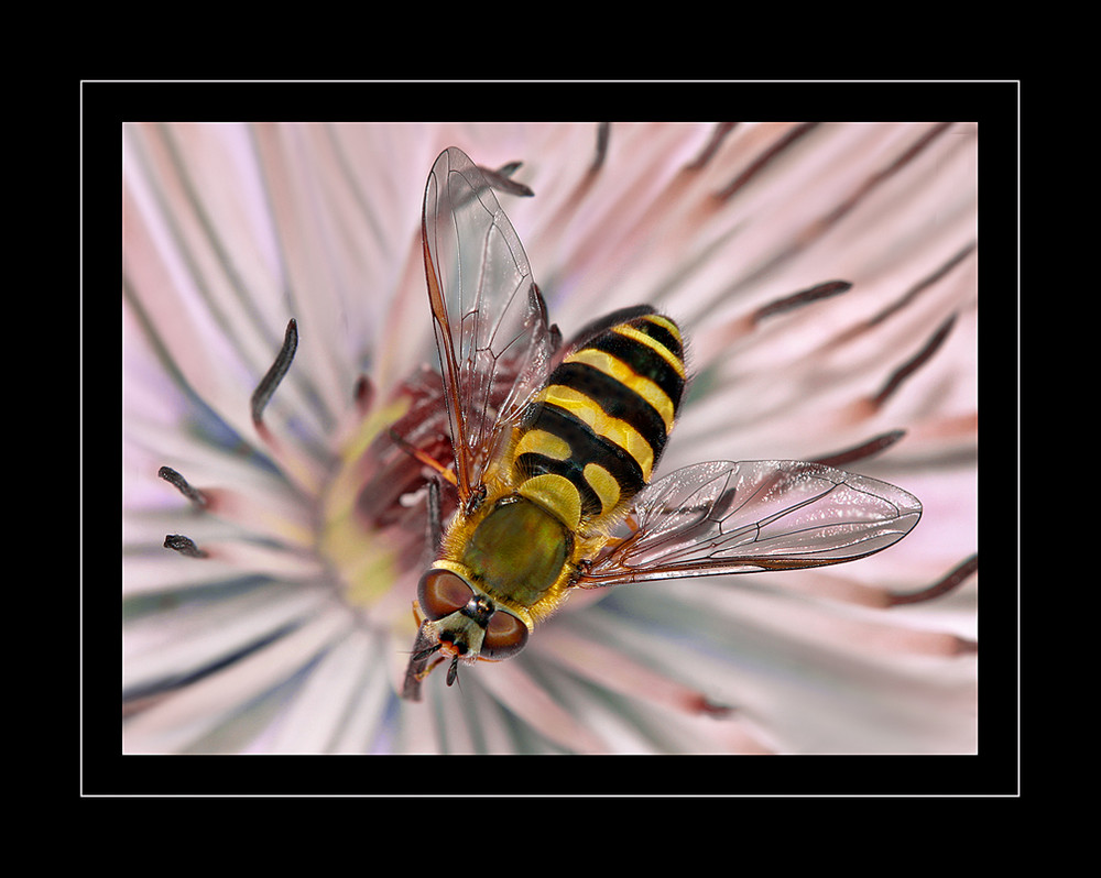 Schwebfliege auf einer Clematisblüte