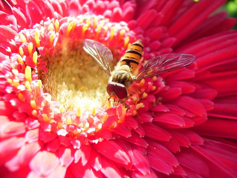 Schwebfliege auf einer Gerbera