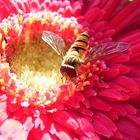 Schwebfliege auf einer Gerbera