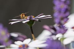 Schwebfliege auf einer Kapkörbchenblüte