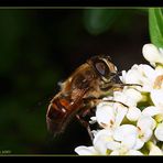 Schwebfliege auf einer Ligusterblüte