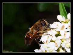 Schwebfliege auf einer Ligusterblüte