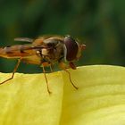 Schwebfliege auf einer Lilienblüte