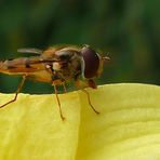 Schwebfliege auf einer Lilienblüte