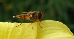 Schwebfliege auf einer Lilienblüte