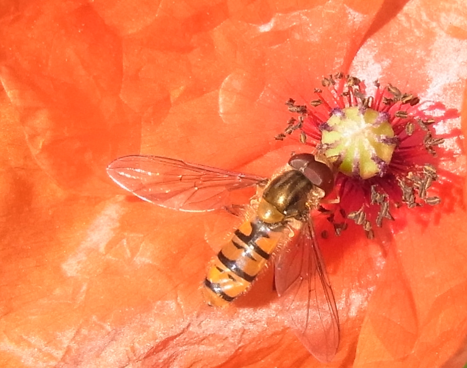 Schwebfliege auf einer Mohnblume