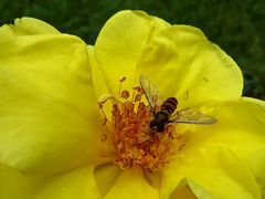 Schwebfliege auf einer Rose