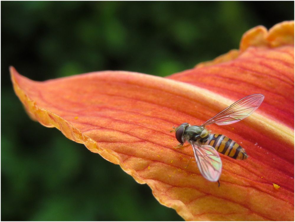 Schwebfliege auf einer Start und Landebahn