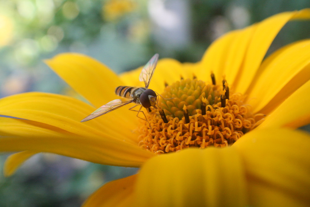 Schwebfliege auf einer Topinamburblüte