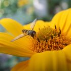 Schwebfliege auf einer Topinamburblüte