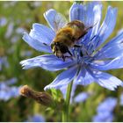 Schwebfliege auf einer Wegwartenblüte ,