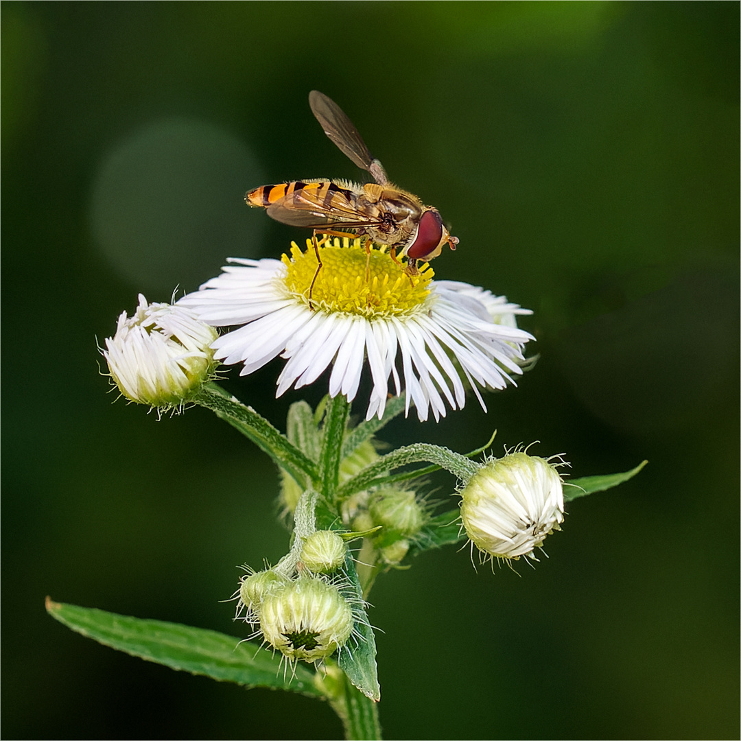 Schwebfliege auf einjähriger Feinstrahlblüte  .....