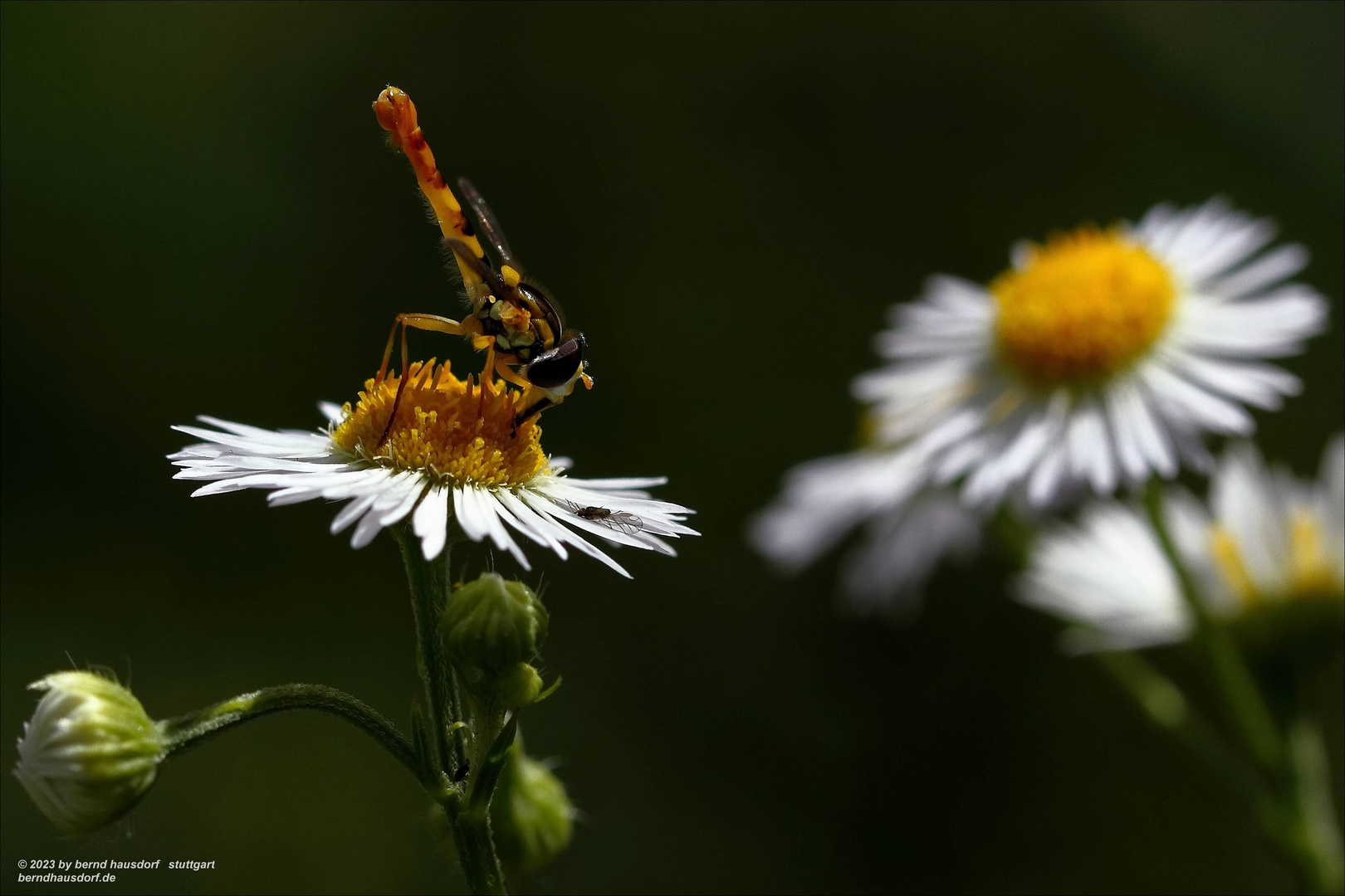 Schwebfliege auf Feinstrahl