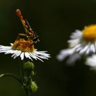 Schwebfliege auf Feinstrahl