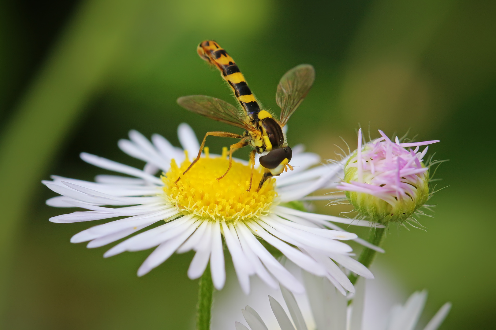 Schwebfliege auf Feinstrahl (2021_08_10_7324_EOS 100D_ji)