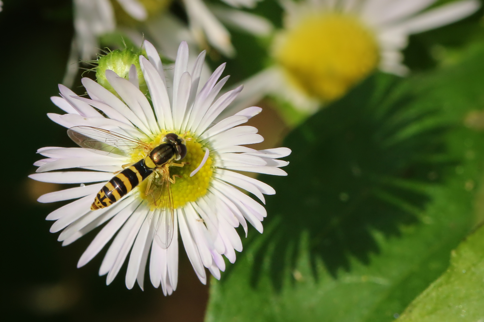 Schwebfliege auf Feinstrahl (2021_08_11_7382_ji)