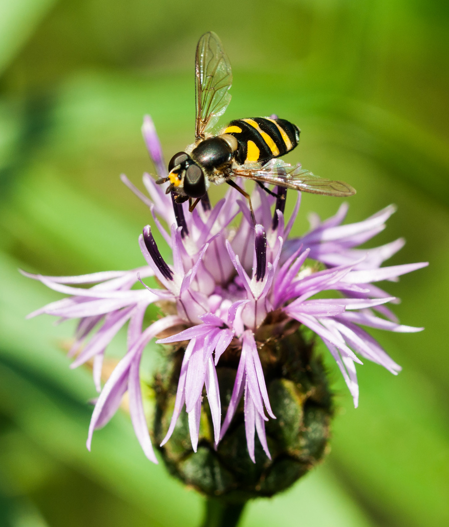 Schwebfliege auf Flockenblume 6970