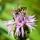 Schwebfliege auf Flockenblume 6970