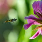 Schwebfliege auf Frühstückssuche