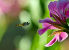 Schwebfliege auf Frühstückssuche