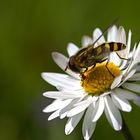 Schwebfliege auf Gänseblümchen