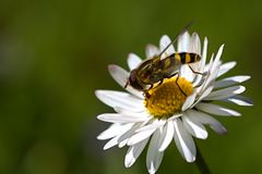 Schwebfliege auf Gänseblümchen