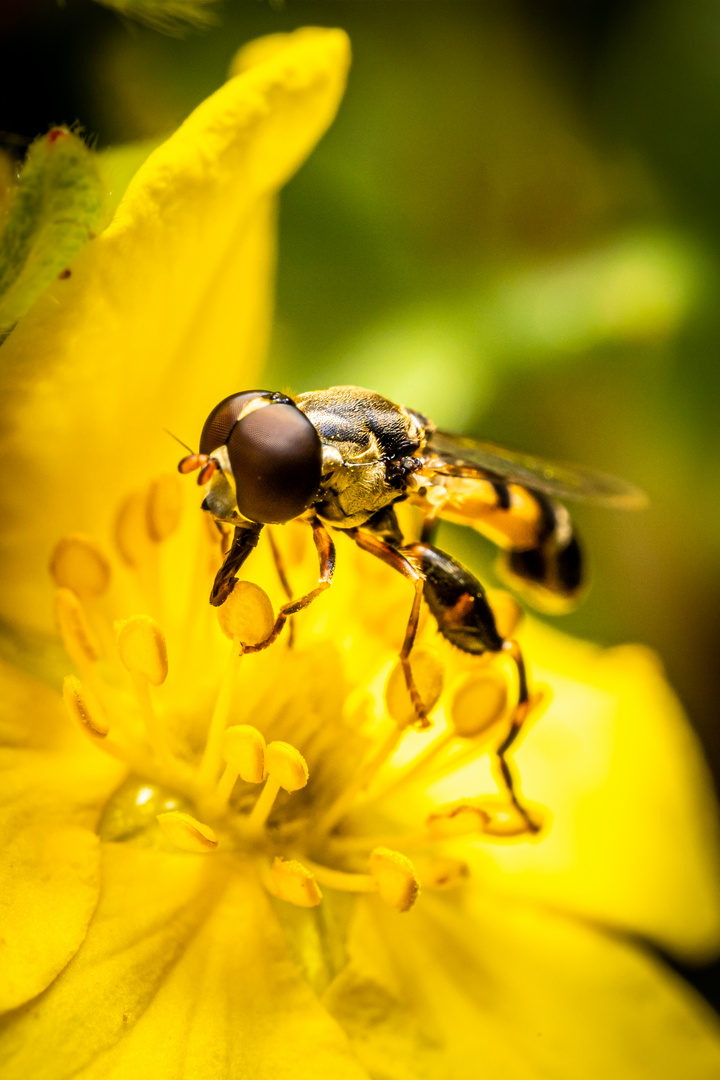 Schwebfliege auf gelber Blüte