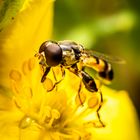 Schwebfliege auf gelber Blüte