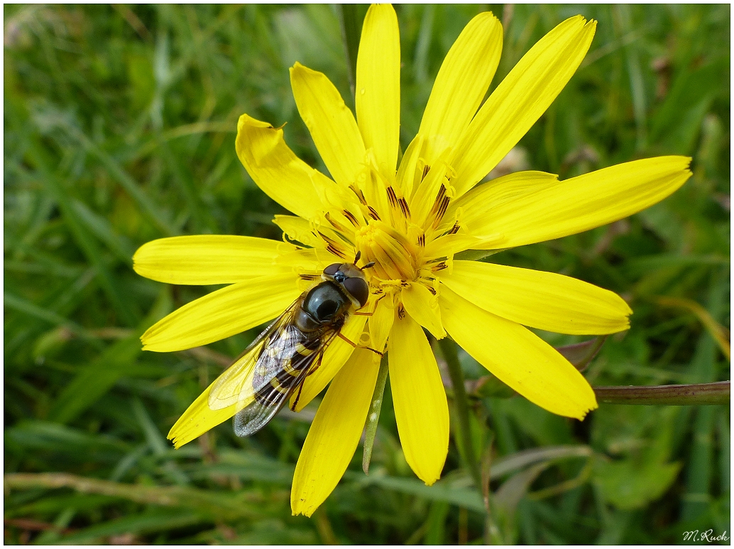 Schwebfliege auf gelber Blüte ,