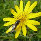 Schwebfliege auf gelber Blüte ,