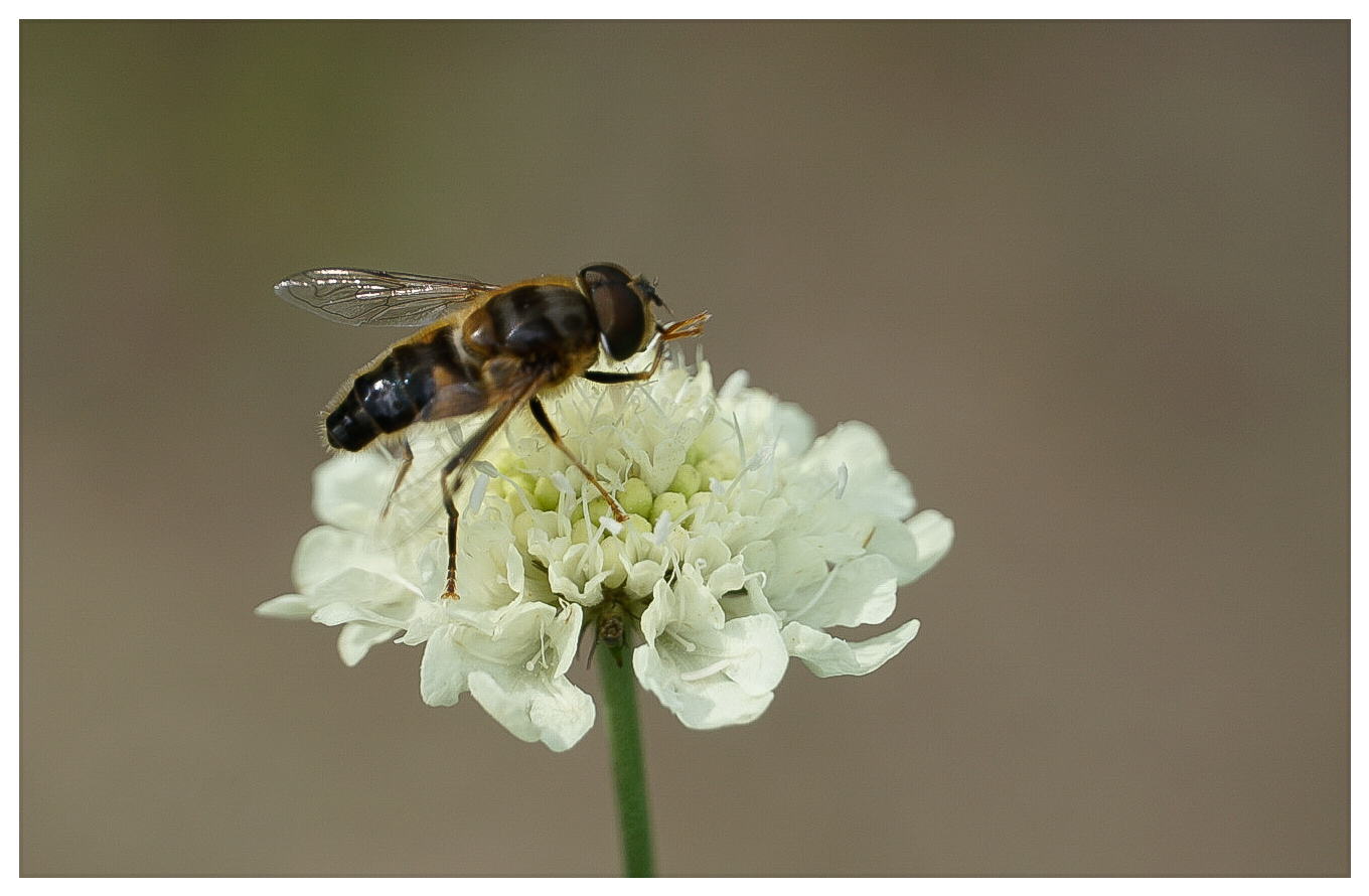 Schwebfliege auf Gelber Scabiose