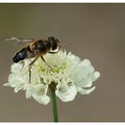 Schwebfliege auf Gelber Scabiose