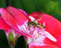 Schwebfliege auf Geranienblüte