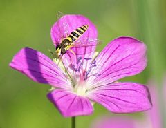 Schwebfliege auf Geranium