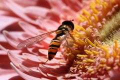 Schwebfliege auf Gerbera