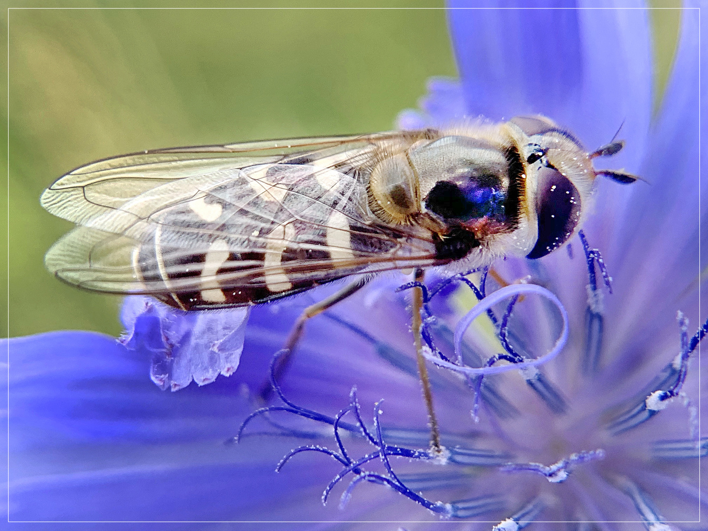 Schwebfliege auf gewöhnlicher Wegwarte (Cichorium intybus), 