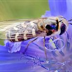 Schwebfliege auf gewöhnlicher Wegwarte (Cichorium intybus), 